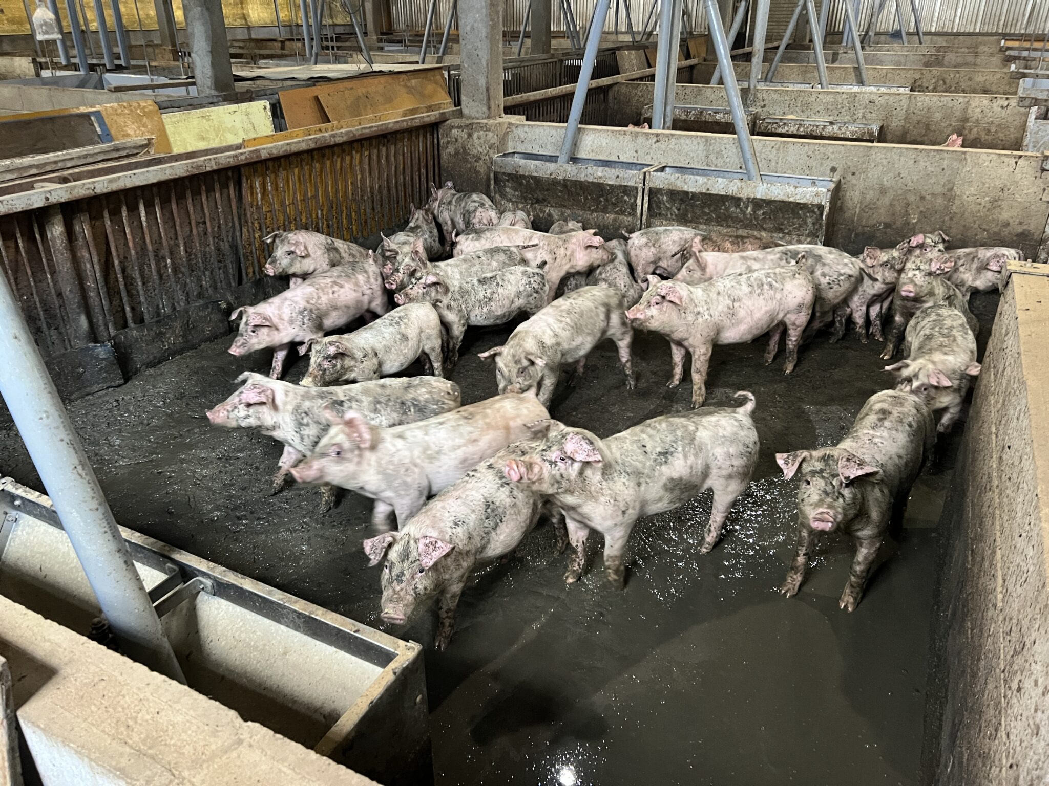 【家庭で実践！ミラコラ的キャリア教育のススメ vol.156】養豚場へ行ってきました 〜豚さんから学んだ大切な気づき〜 代表ブログ